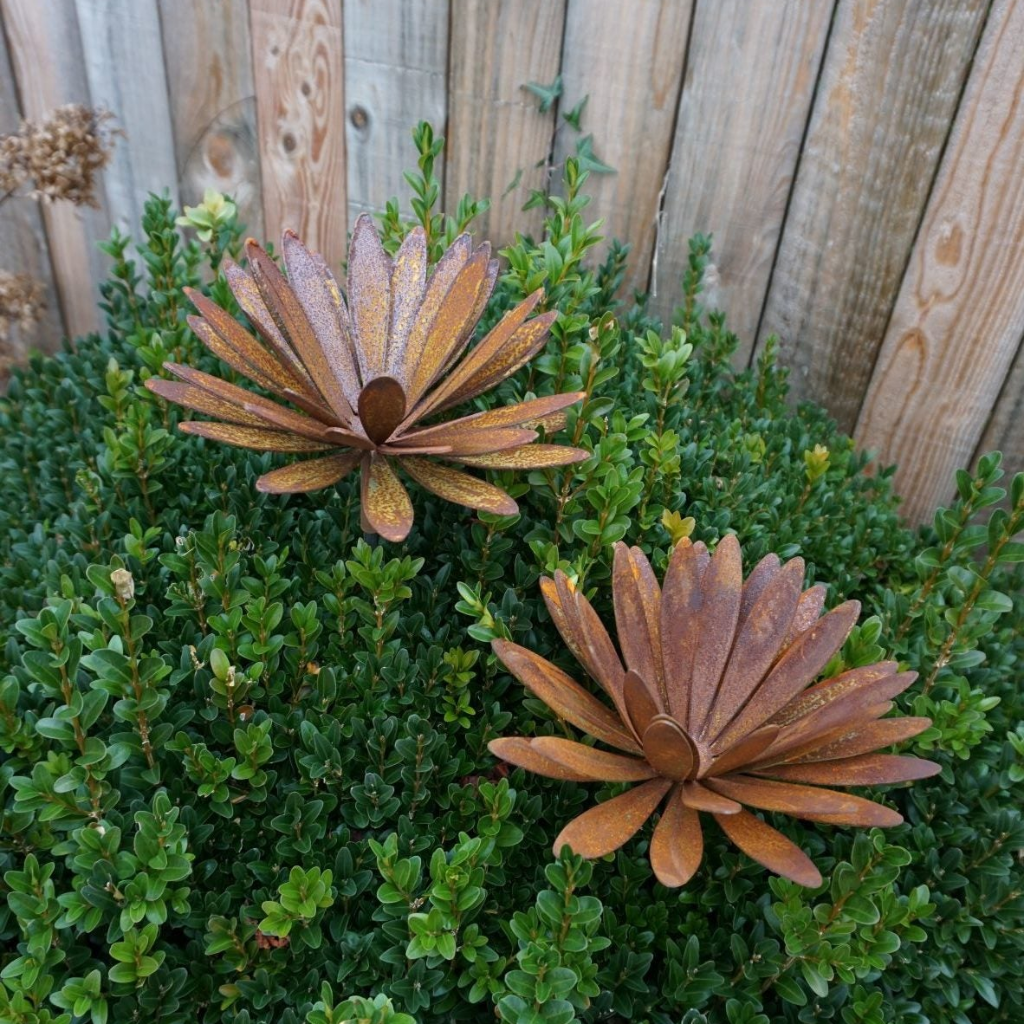 Chrysanthemen Blüte mit Hülse