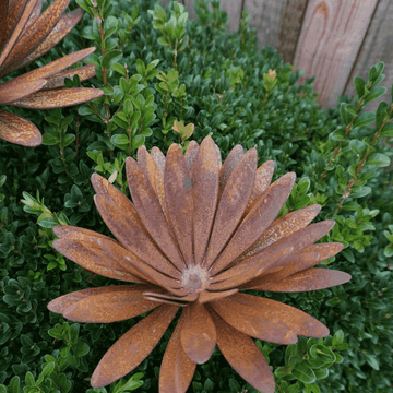 Chrysanthemum flower with calyx