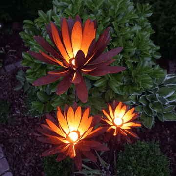 Chrysanthemum flower with calyx