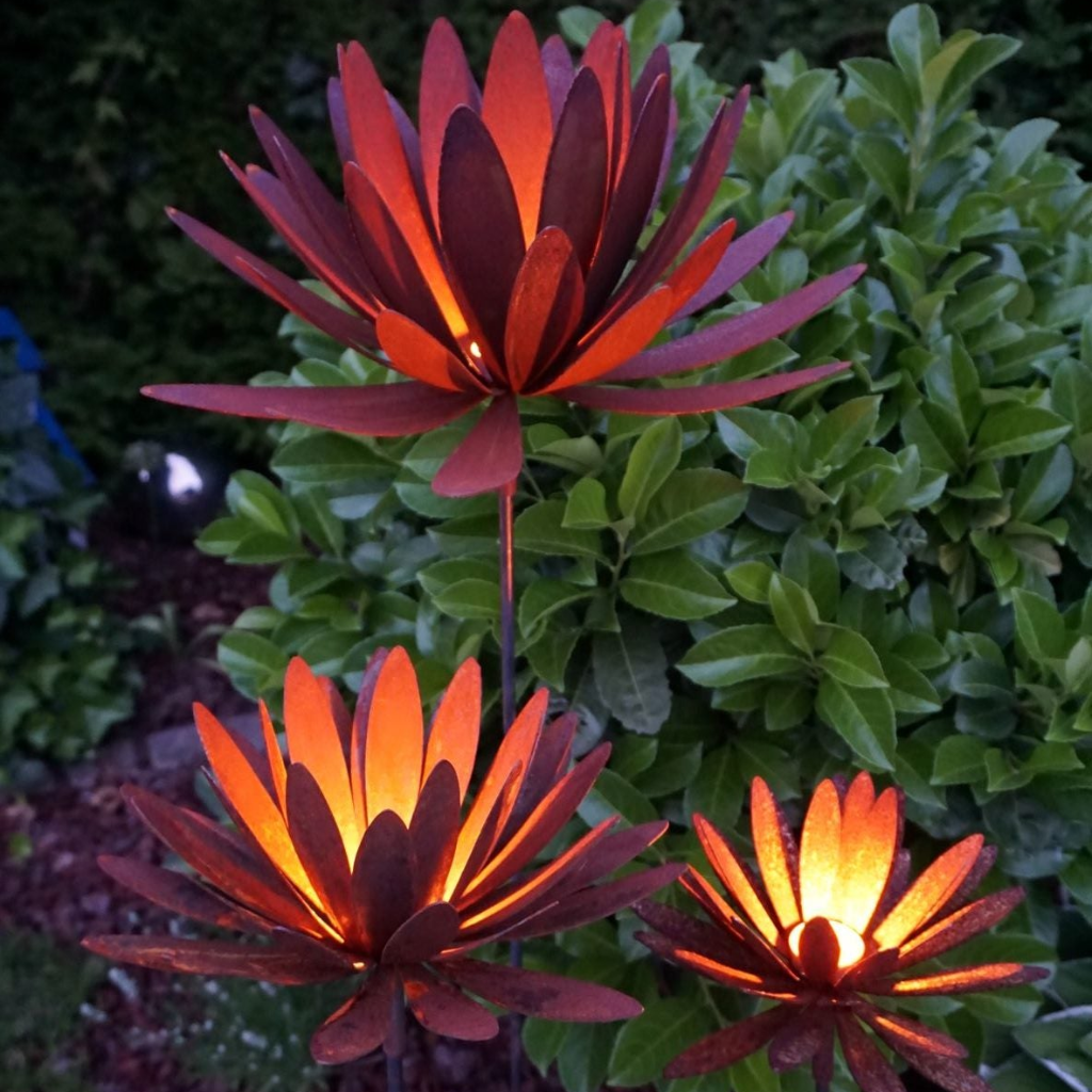 Chrysanthemen Blüte mit Hülse