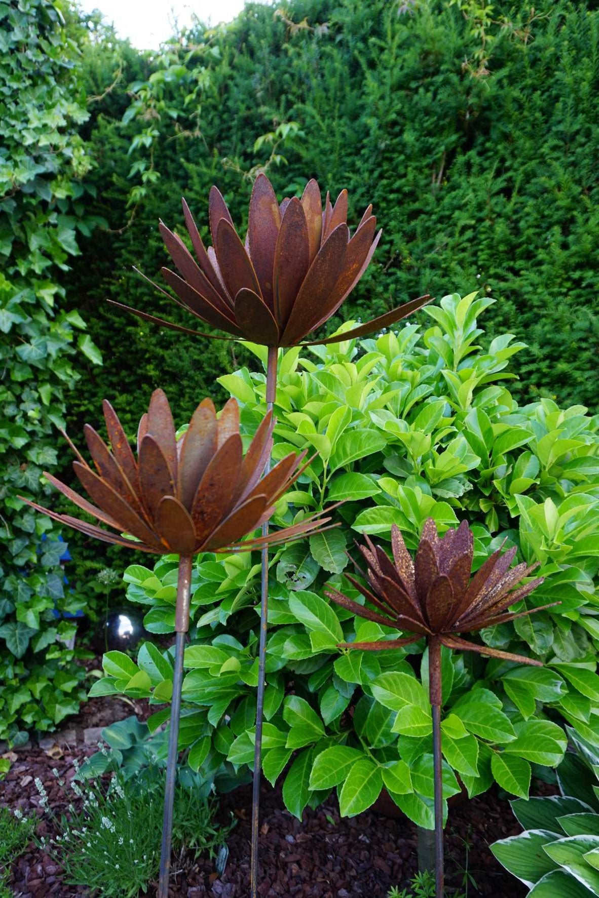 Chrysanthemen Blüte mit Hülse