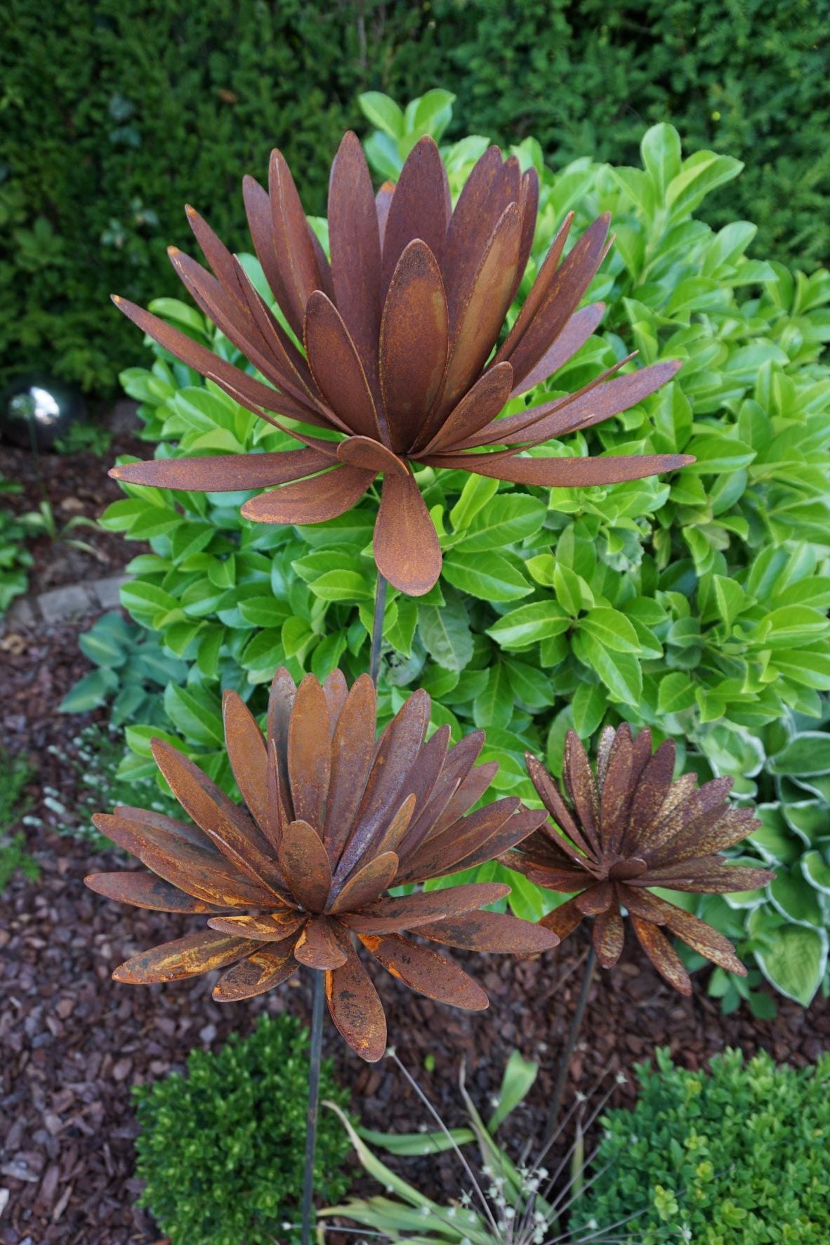 Chrysanthemen Blüte mit Hülse