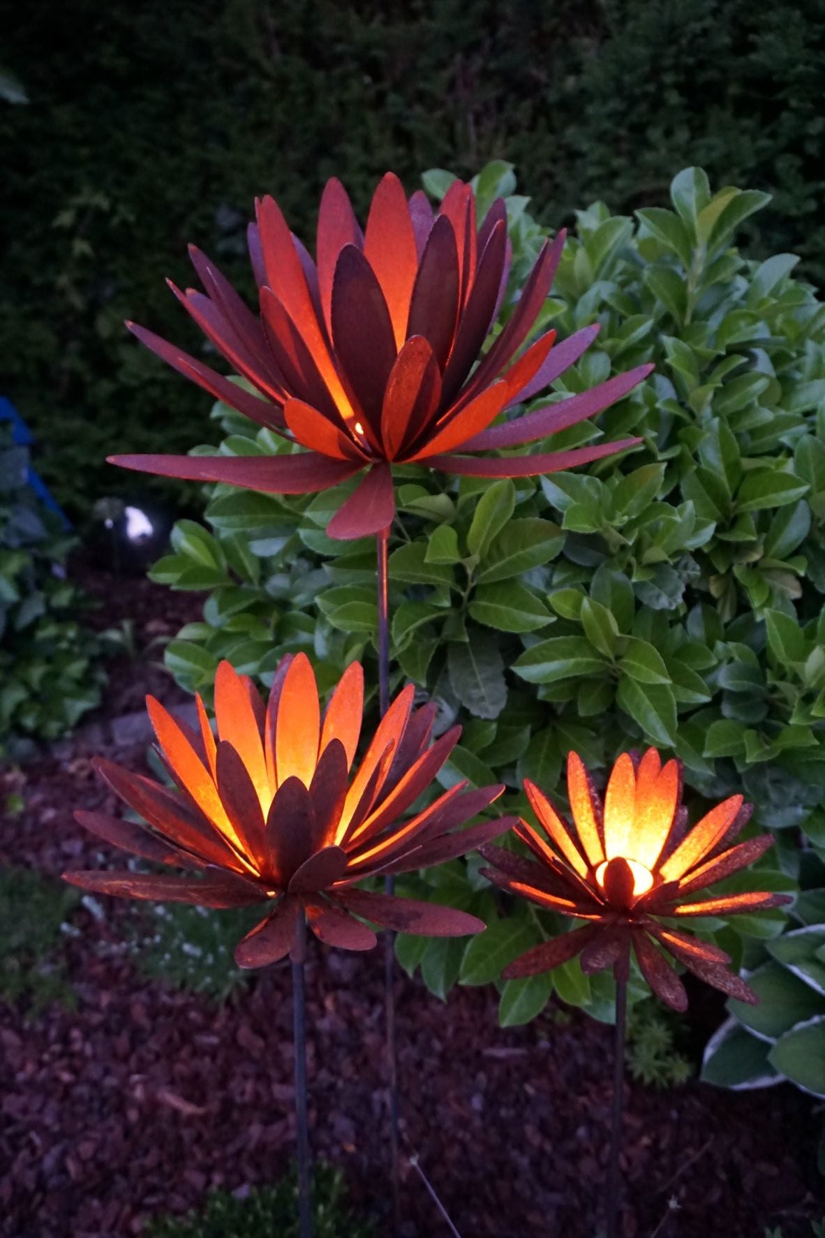 Chrysanthemen Blüte mit Hülse