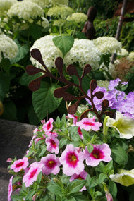 Blätterzweig Safiore "E"