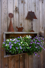 Fence Sitter Flower