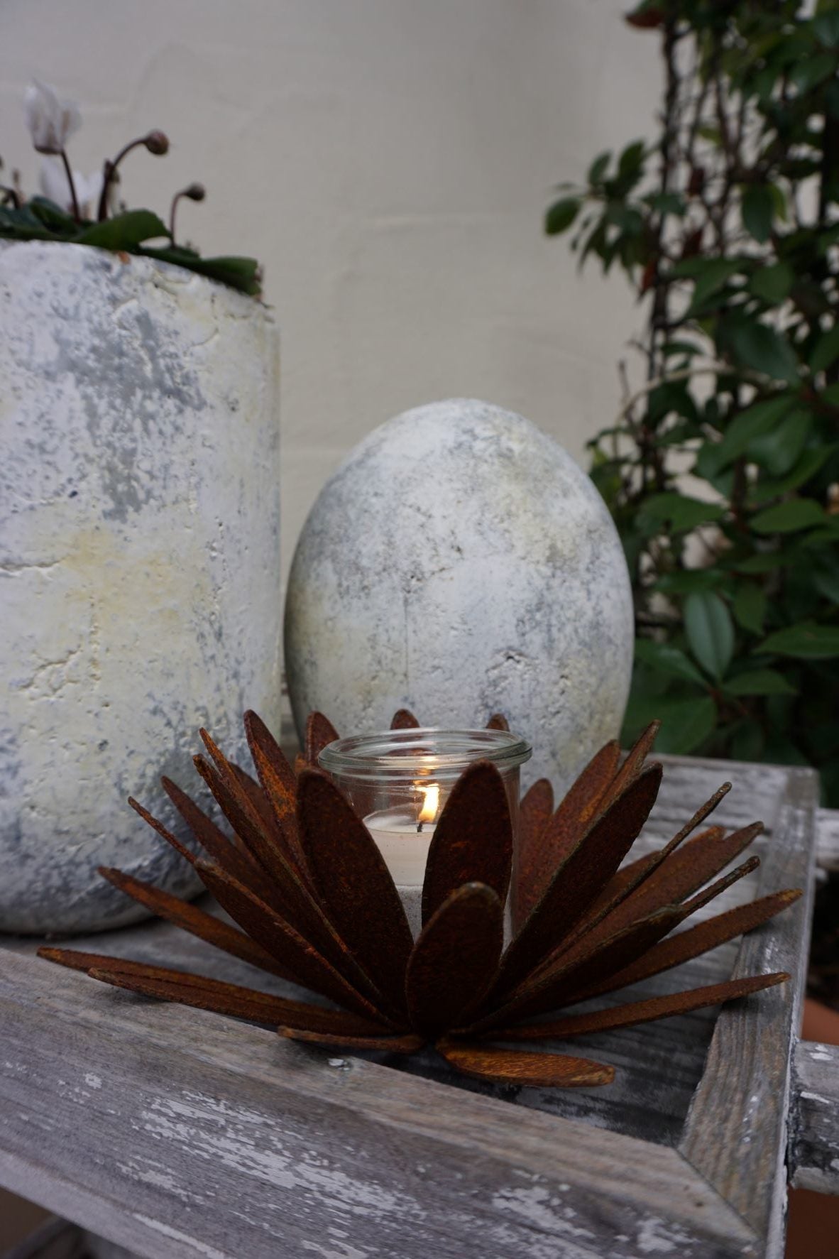 Chrysanthemen Blüte