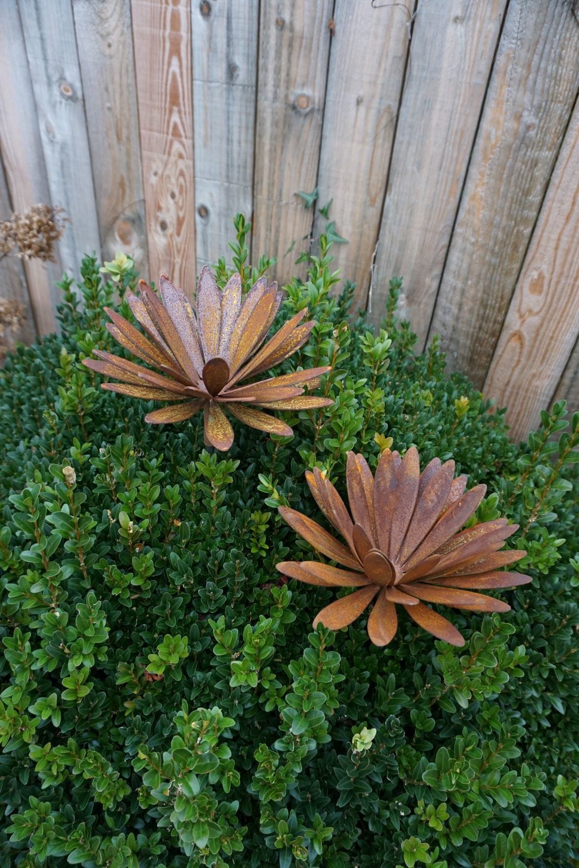 Chrysanthemen Blüte mit Hülse
