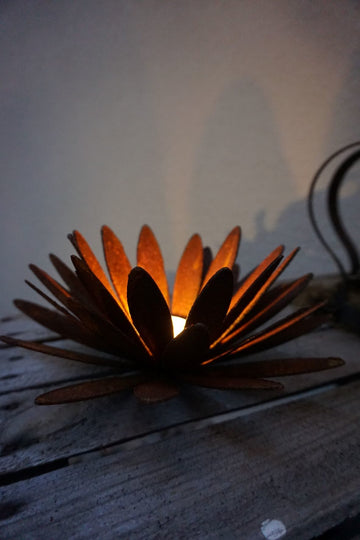 Chrysanthemen Blüte