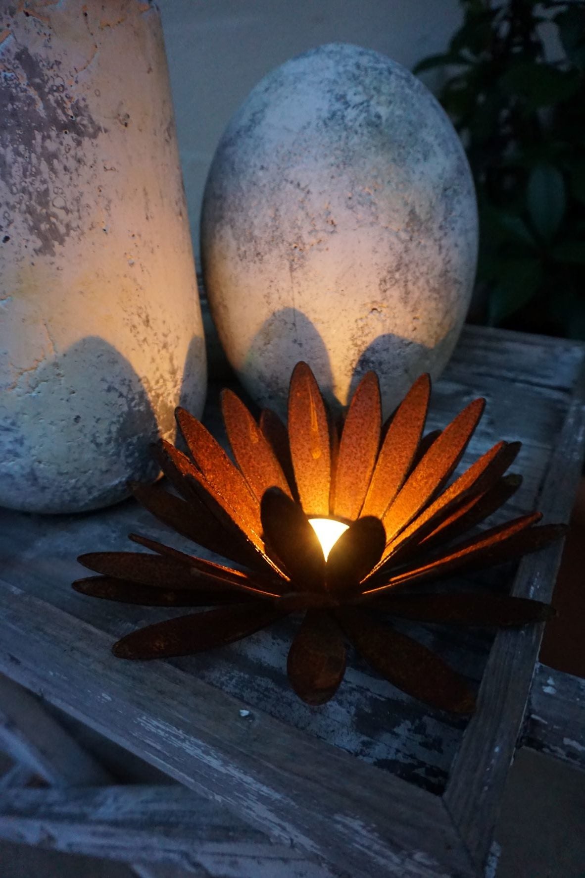 Chrysanthemen Blüte