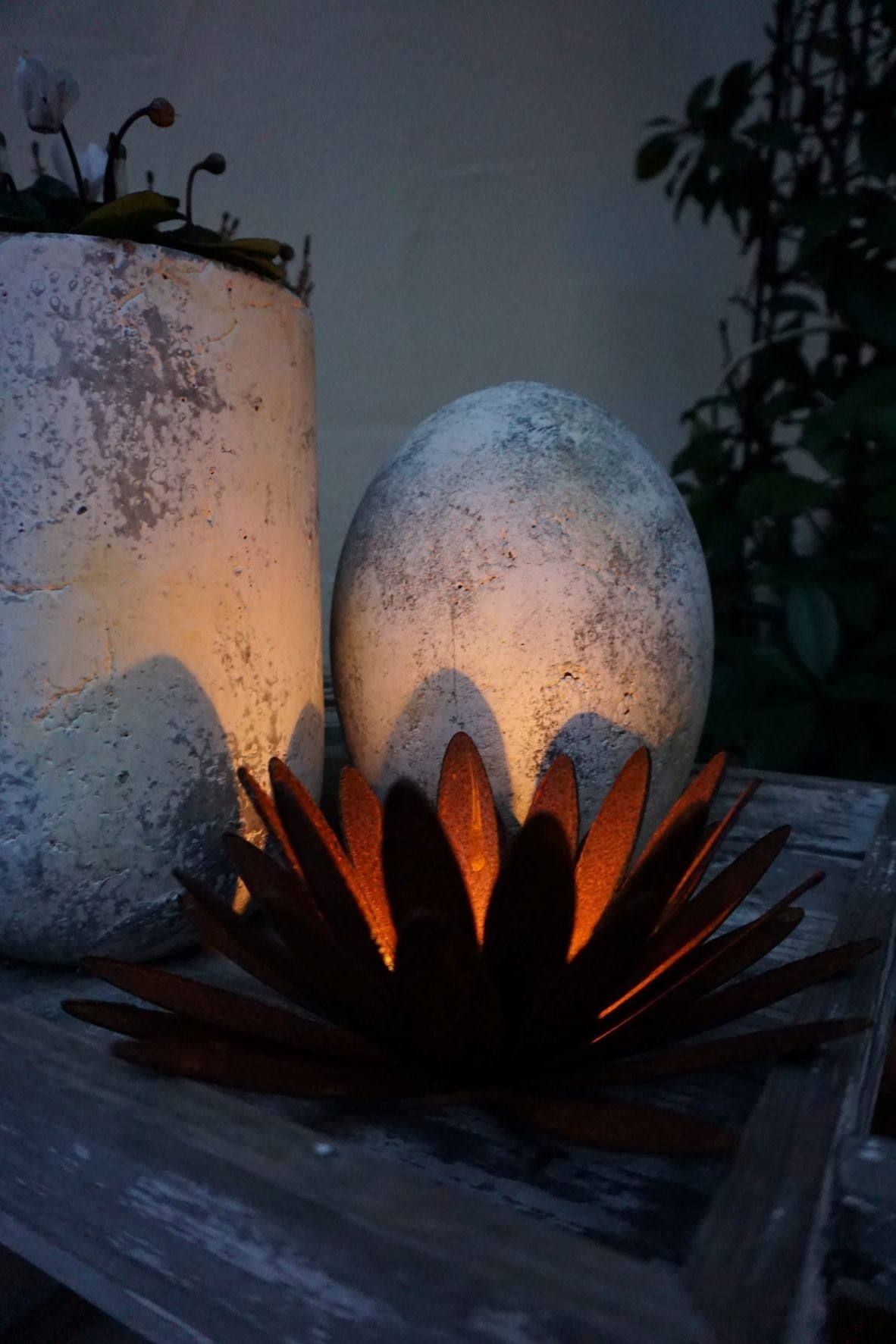 Chrysanthemen Blüte