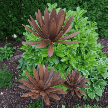Chrysanthemum flower with calyx
