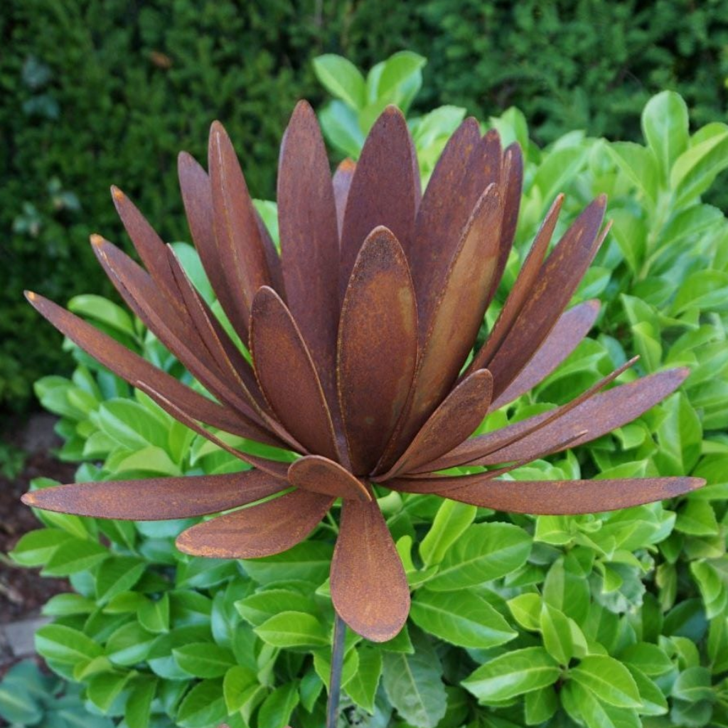 Chrysanthemen Blüte mit Hülse