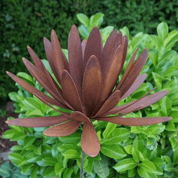 Chrysanthemum flower with calyx