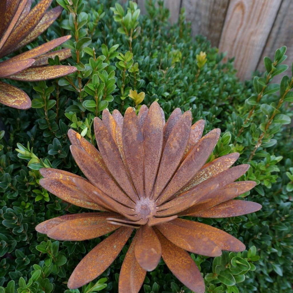 Chrysanthemen Blüte mit Hülse