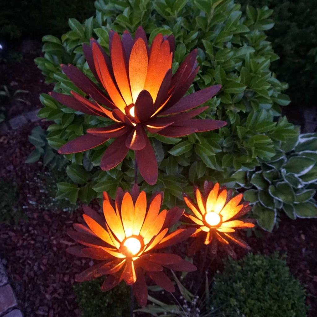 Chrysanthemen Blüte mit Hülse