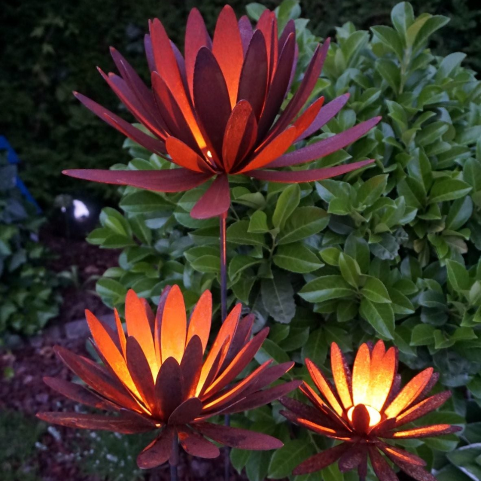 Chrysanthemen Blüte mit Hülse