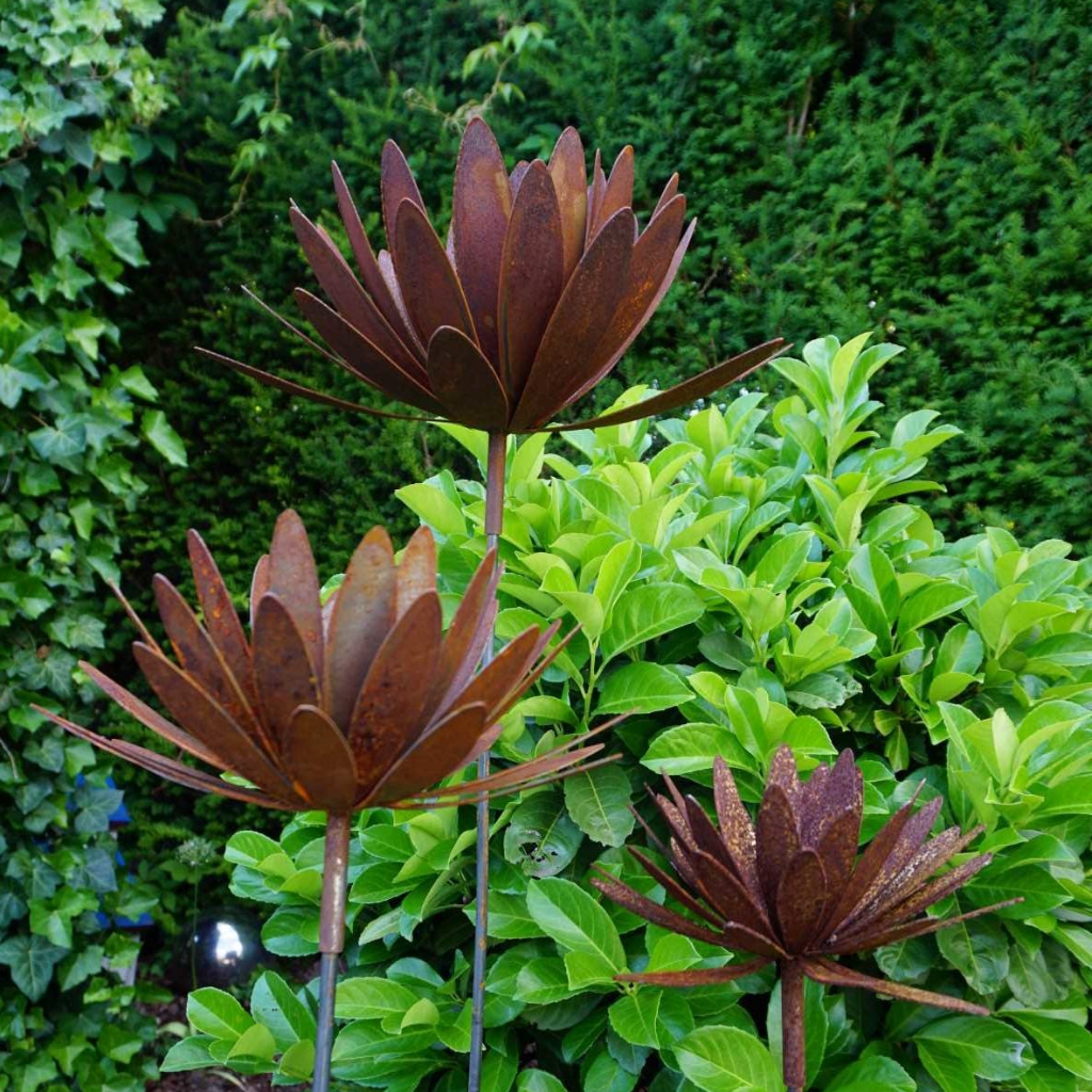 Chrysanthemen Blüte mit Hülse