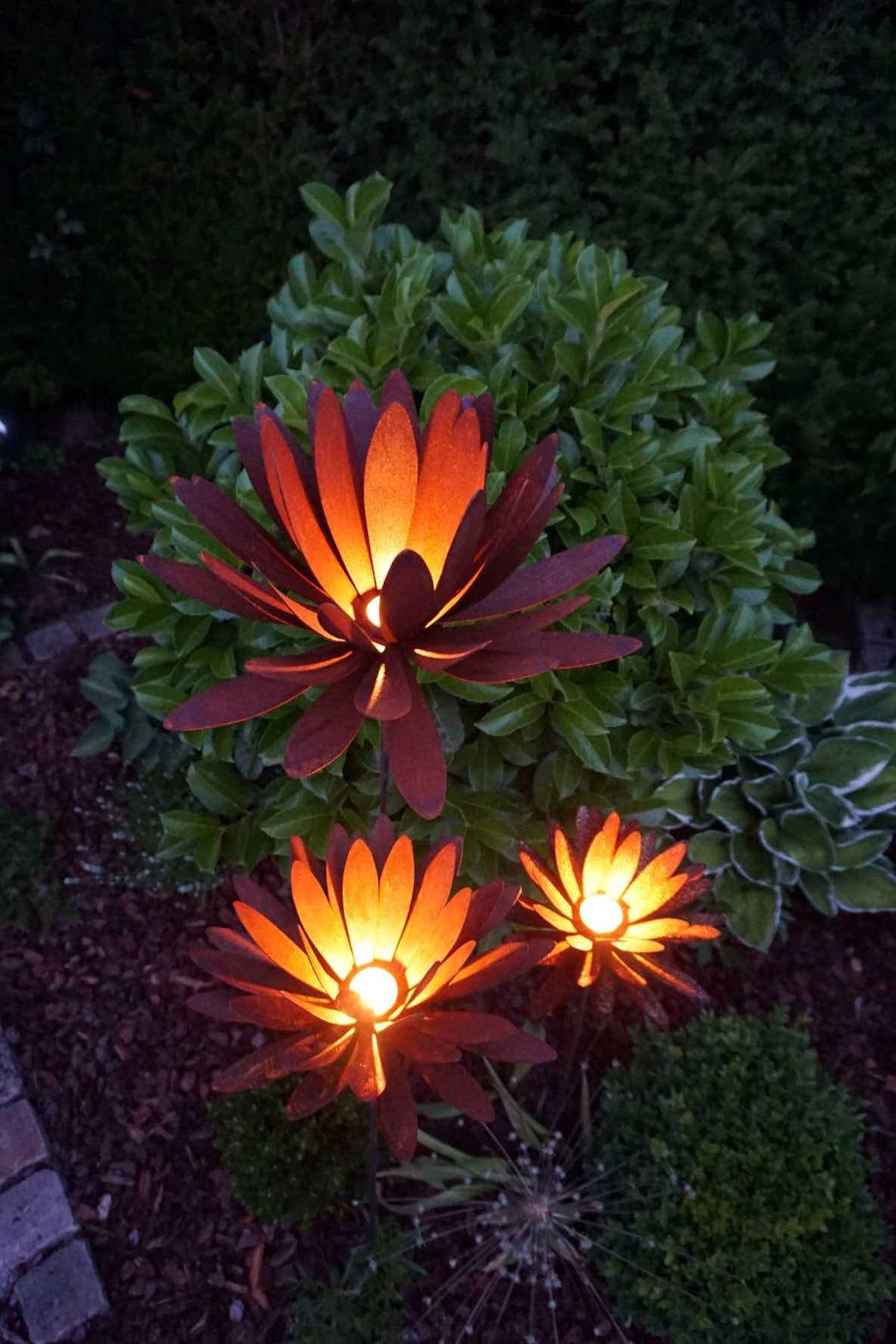 Chrysanthemen Blüte mit Hülse