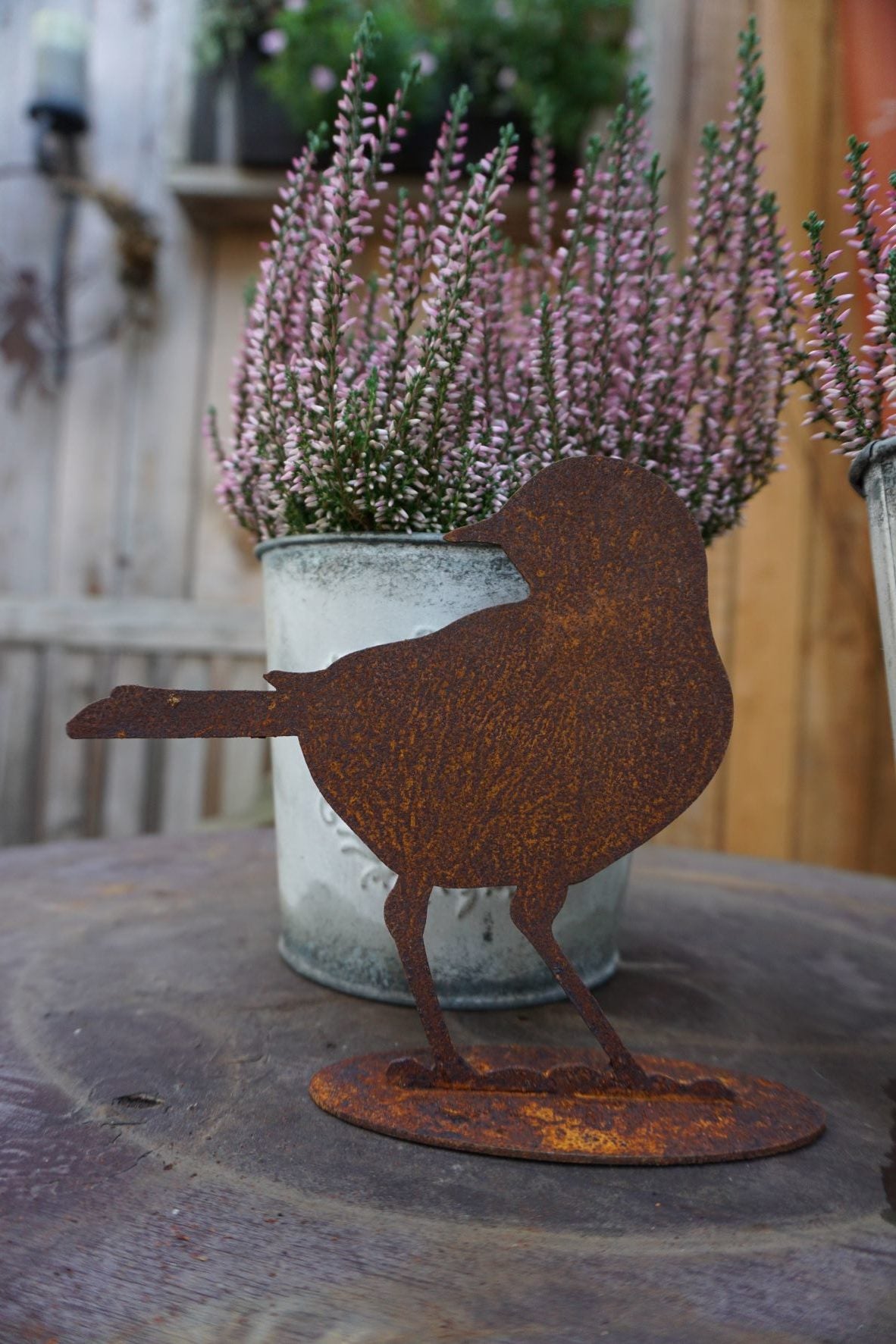 Edelrost Amsel die nach hinten schaut