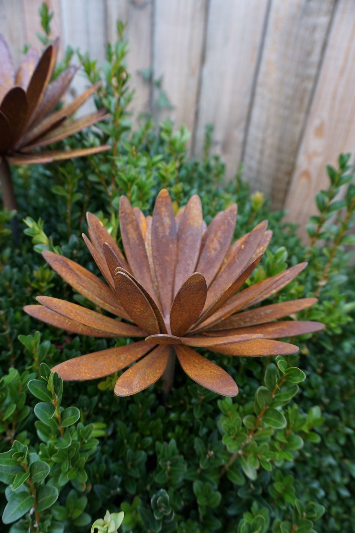 Chrysanthemen Blüte mit Hülse