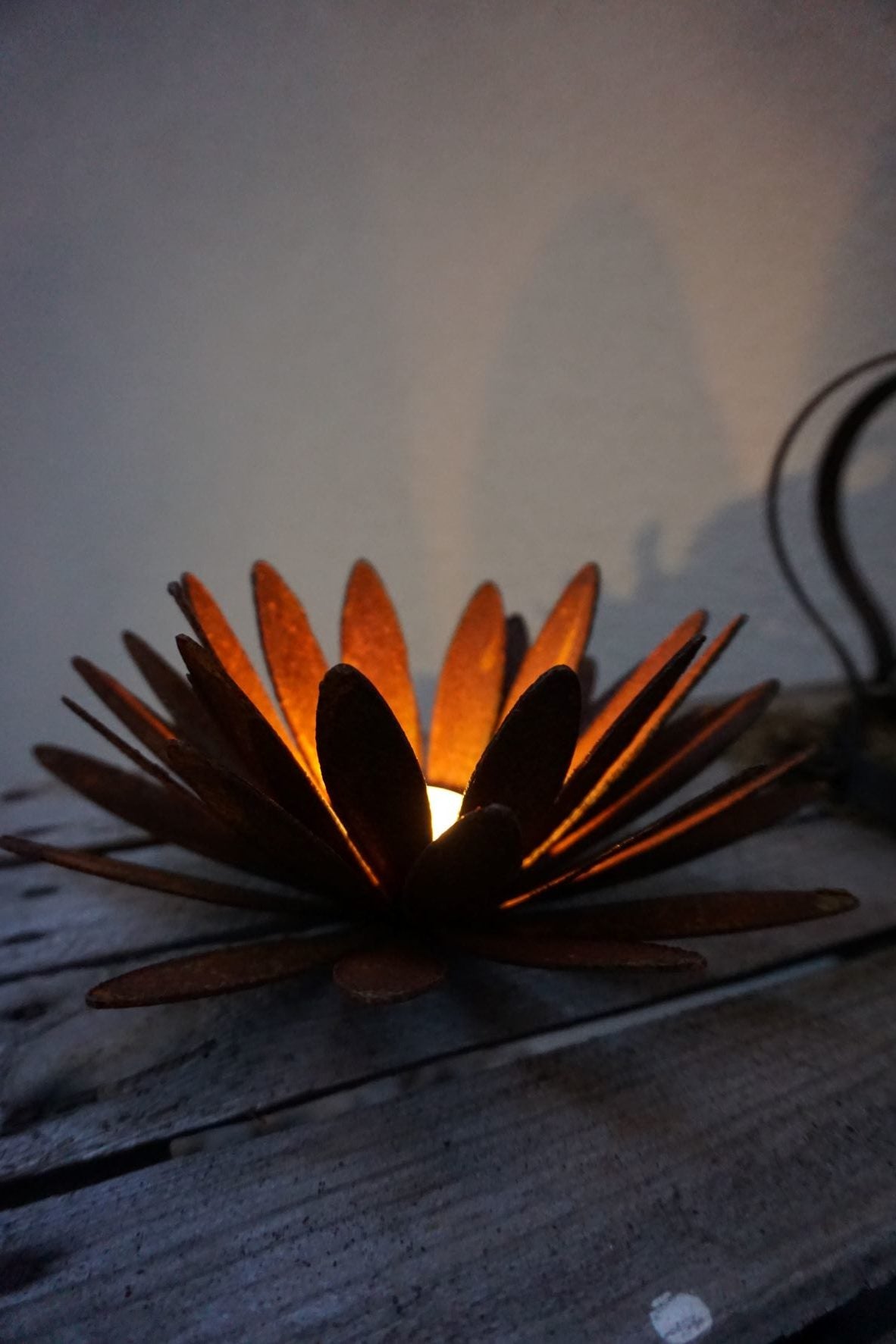 Chrysanthemen Blüte