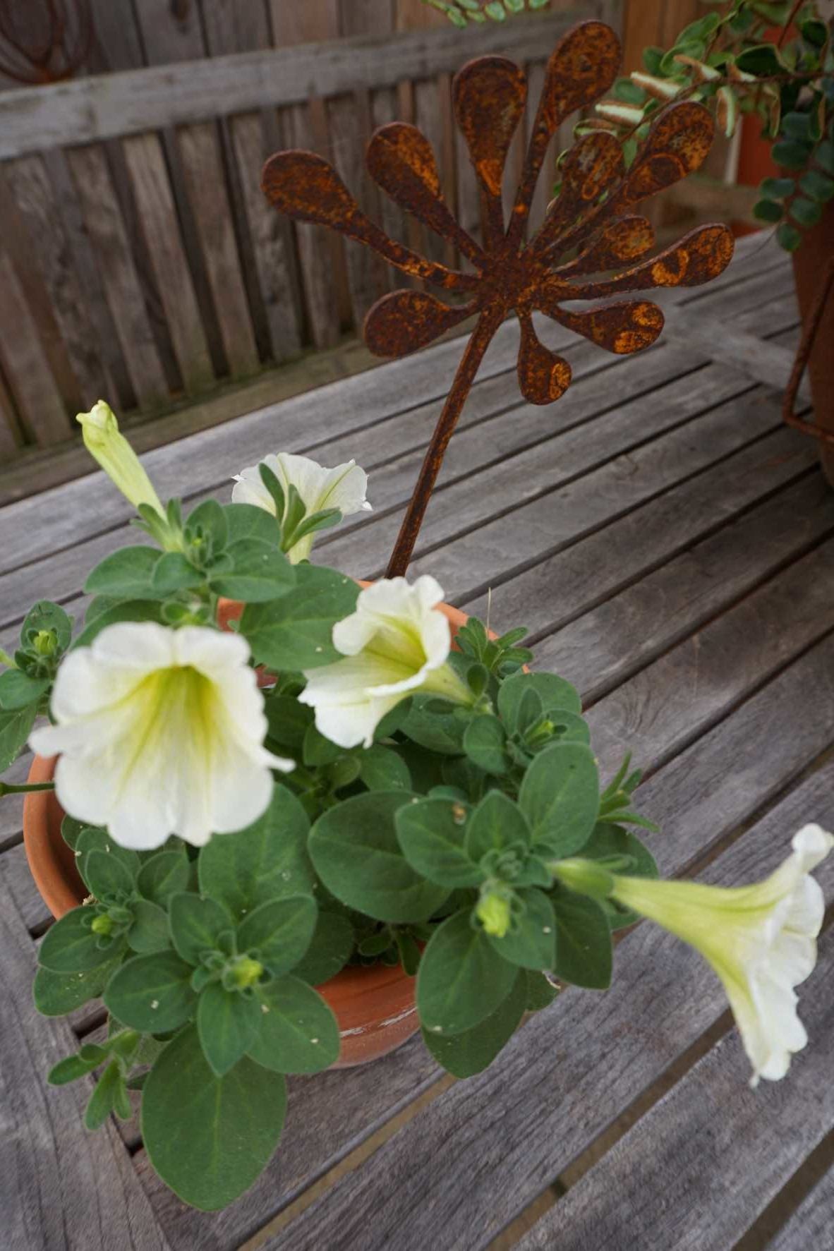 Star Bloom Safiore "B"