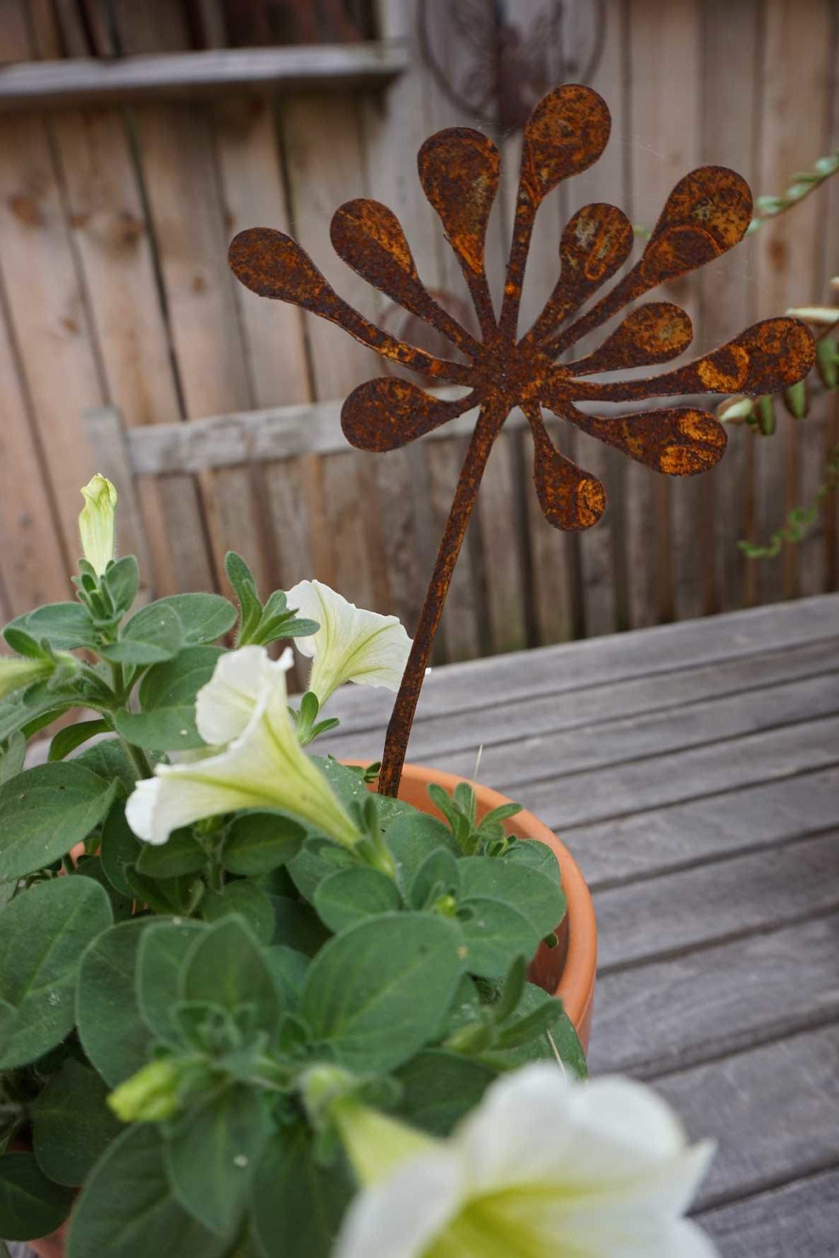 Sternbluete Safiore "B"