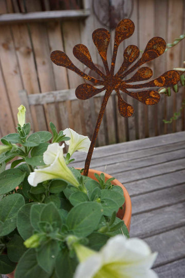 Star Bloom Safiore "B"