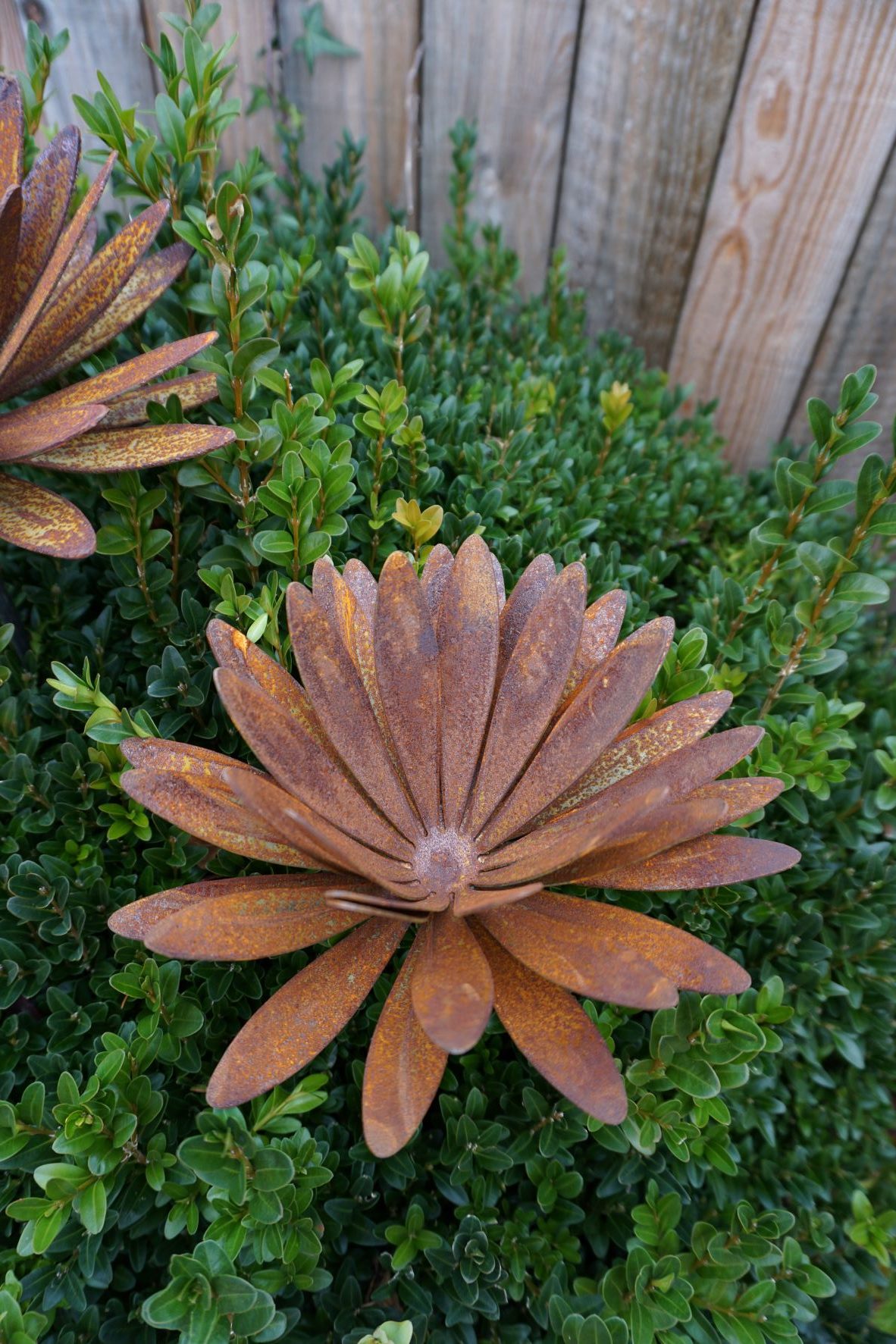Edelrost Chrysantheme mit Stab